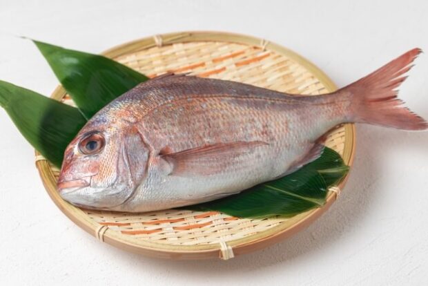日本の養殖「鰤＆鯛」 サイト再始動とリニューアルのお知らせ